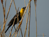 YellowheadedBlackbird1950b.jpg