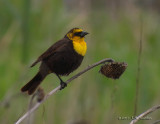 YellowheadedBlackbird_2043b.jpg
