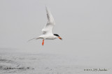 ForstersTern_011_5300b.jpg