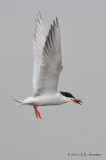 ForstersTern_011_5304b.jpg