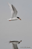 ForstersTern_011_5308b.jpg