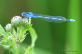 SlenderBluetDamselfly_011_5227b.jpg