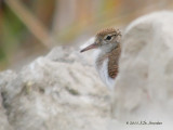 SpottedSandpiper2803b.jpg