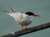 CommonTern_2970b.jpg