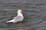 011_9570WaterfordBlackheadedGull.jpg