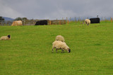 011_9934Killarney_RingofKerry.jpg