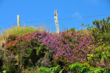 011_10175Killarney_RingofKerry.jpg