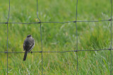 011_0523Mohr_WhiteWagtail.jpg