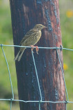 011_0575Mohr_MeadowPipit.jpg