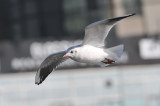 011_0819Limerick_BlackheadedGull.jpg