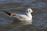 011_0908Limerick_BlackheadedGull.jpg