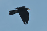 011_1048Limerick_Rook.jpg