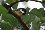 011_1255Cabra_CoalTit.jpg