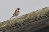 011_1457Cabra_EuropeanGoldfinch.jpg