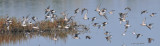 011_2357Shorebirdsb.jpg