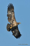 011_2320BaldEagleb.jpg
