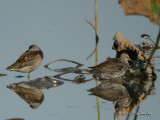 ShortbilledDowitcher4584b.jpg