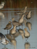 AmericanGoldenPlover4566b.jpg