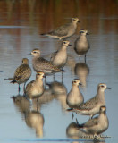 AmericanGoldenPlover4564b.jpg