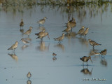 AmericanGoldenPlover4553b.jpg