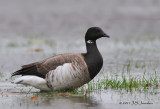 Brant011_2530b.jpg