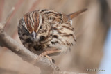 011_3717SongSparrowb.jpg