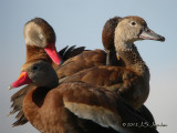 BlackbelliedWhistlingDuck5779b.jpg