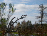 BlackbelliedWhistlingDuck5788b.jpg