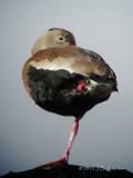 BlackbelliedWhistlingDuck5805b.jpg