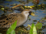 Sora5893b.jpg