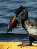 Anhinga5980b.jpg