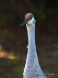 SandhillCrane6065b.jpg