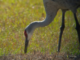 SandhillCrane6076b.jpg