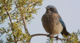 WesternScrubJay0459b.jpg
