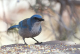WesternScrubJay012_6361b.jpg