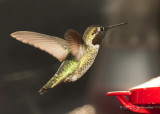 AnnasHummingbird012_6375b.jpg
