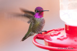 AnnasHummingbird012_6381b.jpg