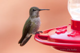 AnnasHummingbird012_6390b.jpg