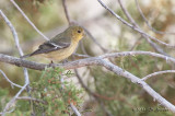 LesserGoldfinch012_6399b.jpg