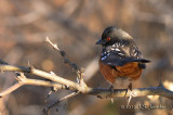 SpotteTowhee012_6534b.jpg