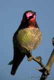 AnnasHummingbird1003b.jpg