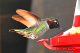 AnnasHummingbird012_6564b.jpg