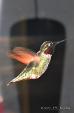 AnnasHummingbird012_6556b.jpg