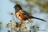 SpottedTowhee1469b.jpg