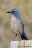 WesternScrubJay1474b.jpg