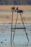 Osprey3091b.jpg