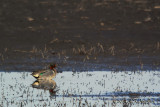 GreenwingedTeal3006b.jpg