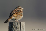 SongSparrow2976b.jpg