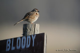 SongSparrow2979b.jpg
