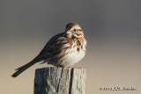 SongSparrow2992b.jpg